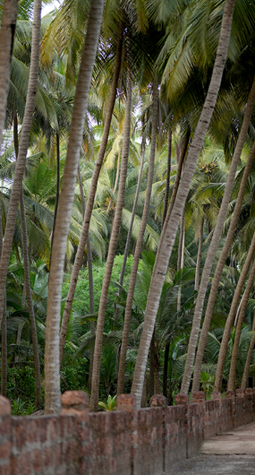 big-coconut-trees-in-resort