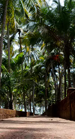 way-towards-beach-mango-resort