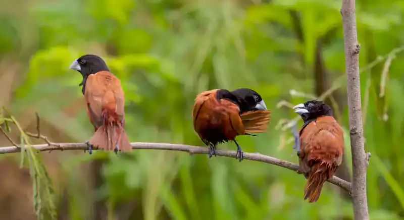 bird-watching-at-mango-village-resort-in-guhagar-kokan