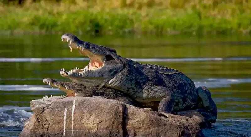 crocodile-safari-at-mango-village-resort-in-guhagar-kokan