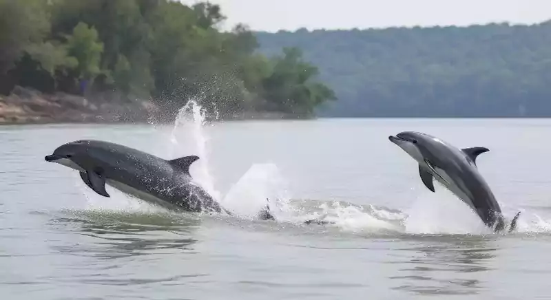 dolphin-watching-in-guhagar-kokan