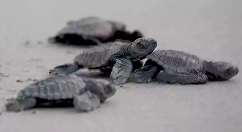 turtle-hatching-at-guhagar-kokan